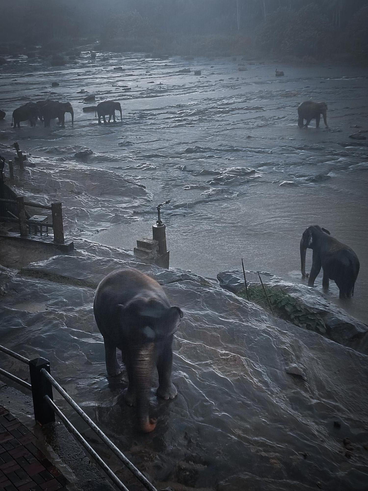 Hotel Elephant Park Grand Royal Pinnalanda Pinnawala  Bagian luar foto