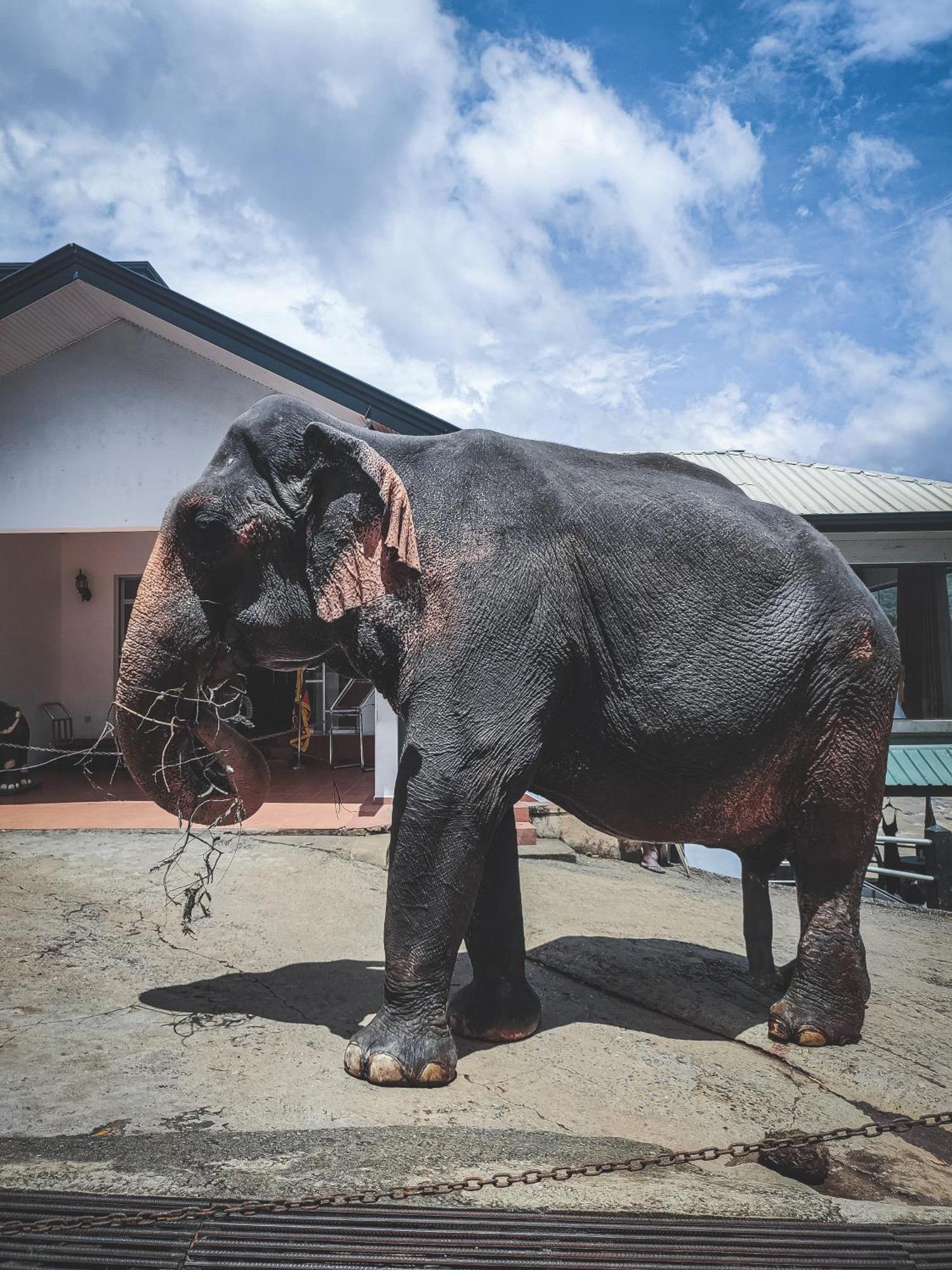 Hotel Elephant Park Grand Royal Pinnalanda Pinnawala  Bagian luar foto