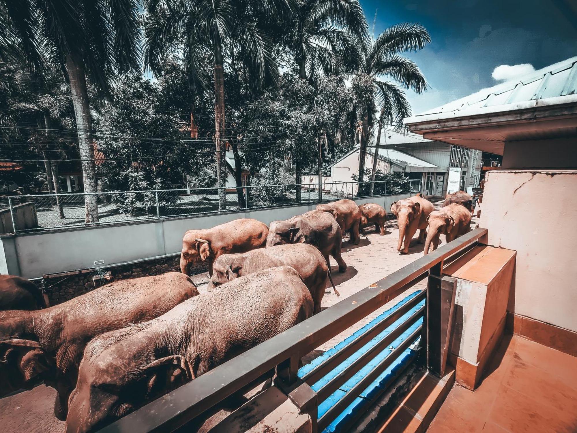 Hotel Elephant Park Grand Royal Pinnalanda Pinnawala  Bagian luar foto
