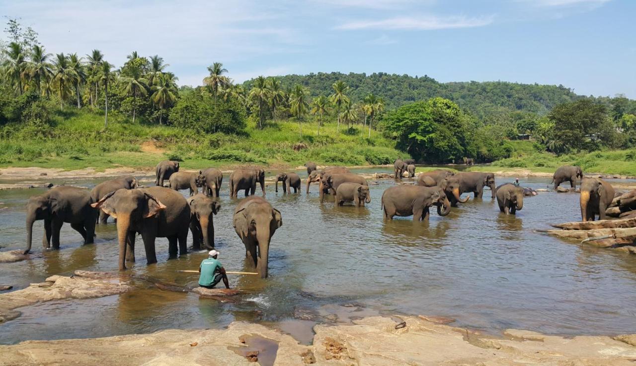 Hotel Elephant Park Grand Royal Pinnalanda Pinnawala  Bagian luar foto